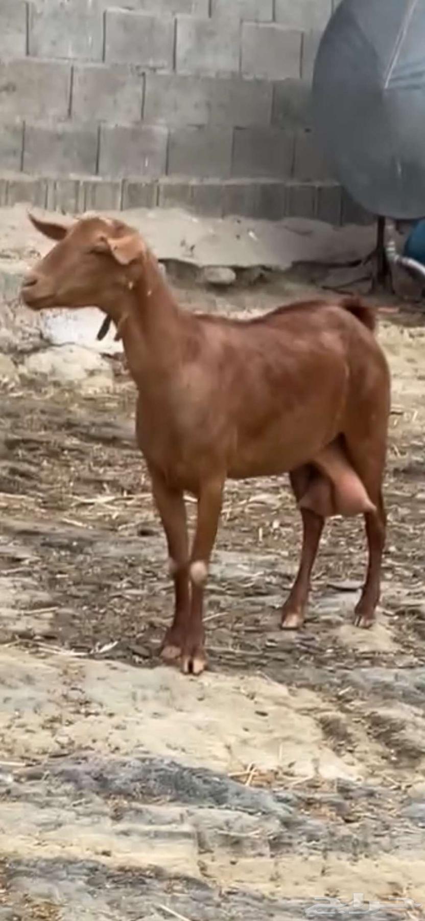 Tenth goat.64370064199297112