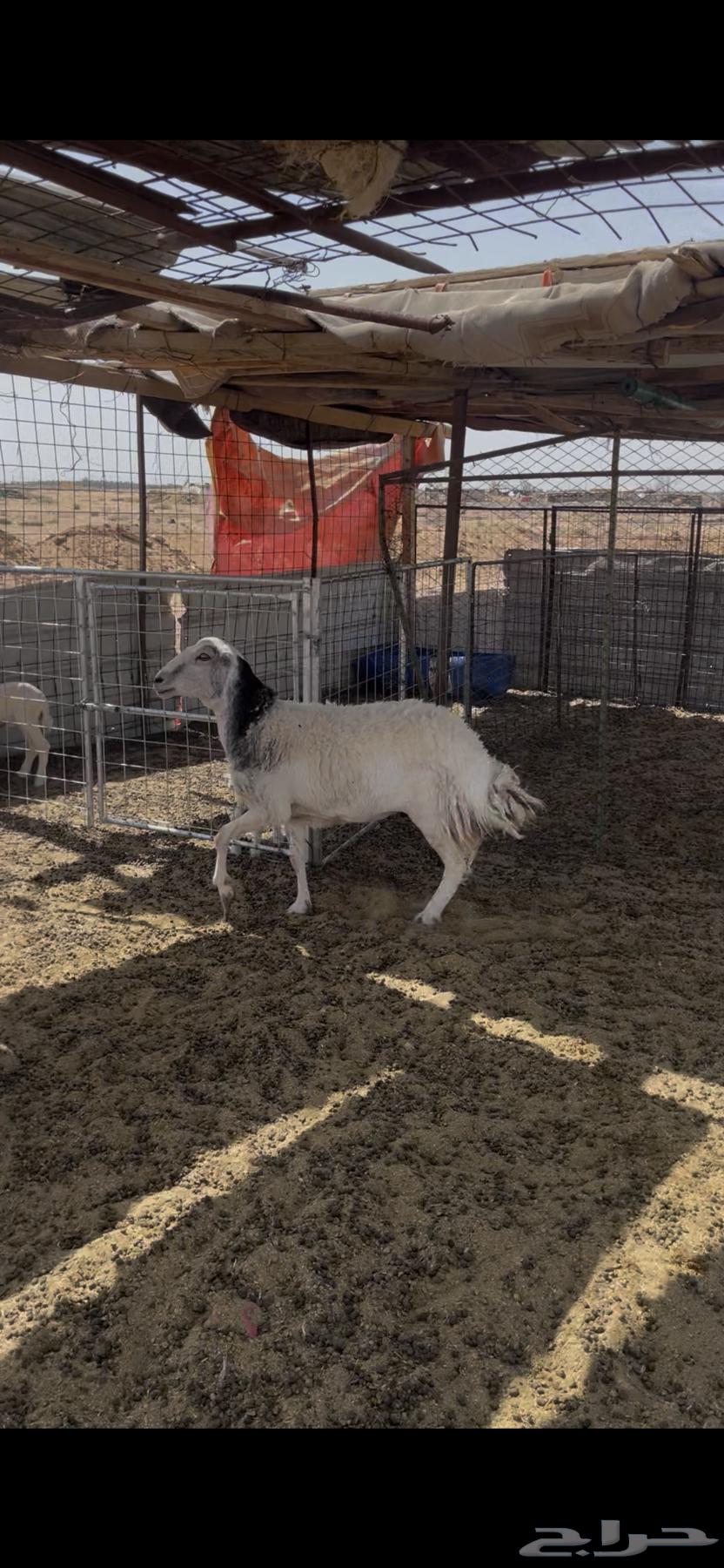 نعجه مهجنه حري ب رفيدي طيبه ديس وسن سلم64368893289219110