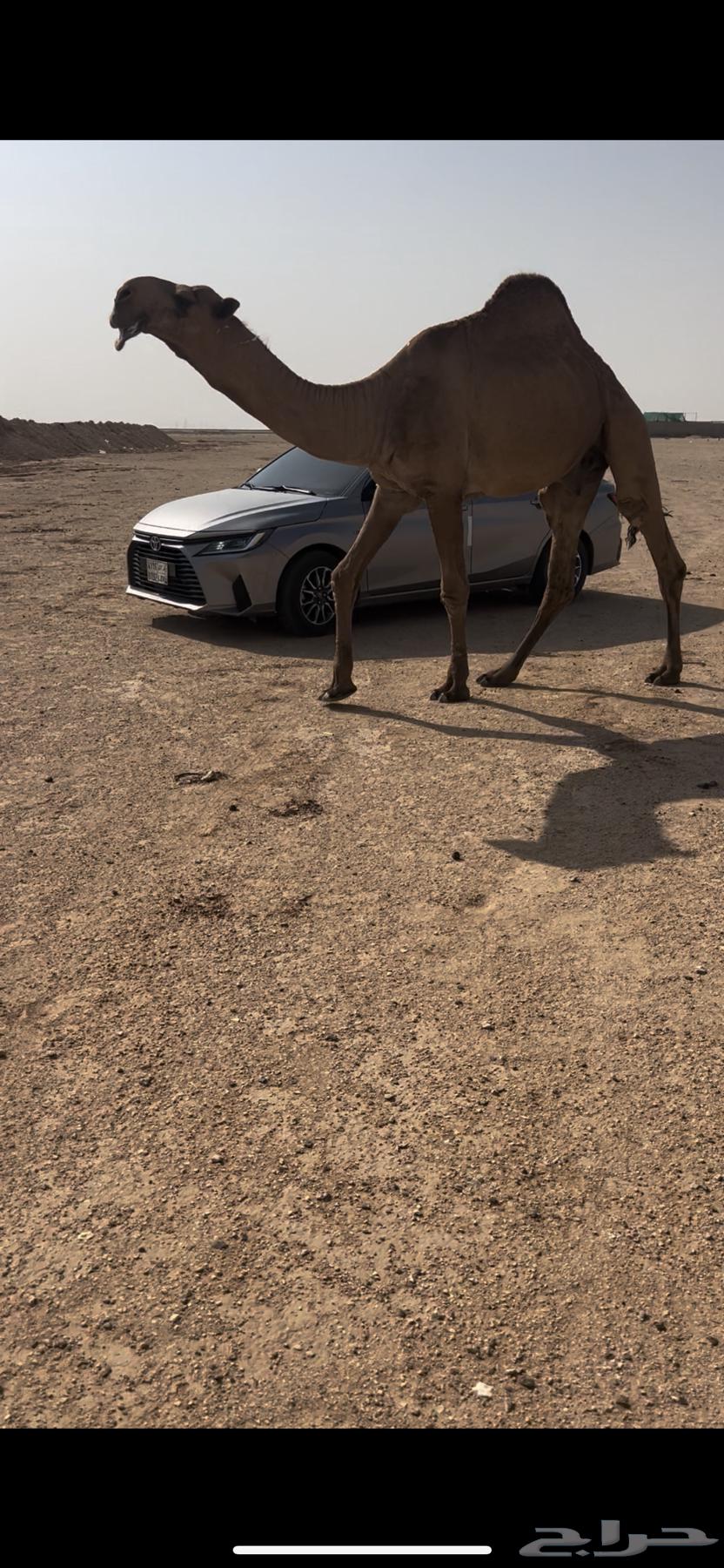 للبيع قعود كفو64373462794371110