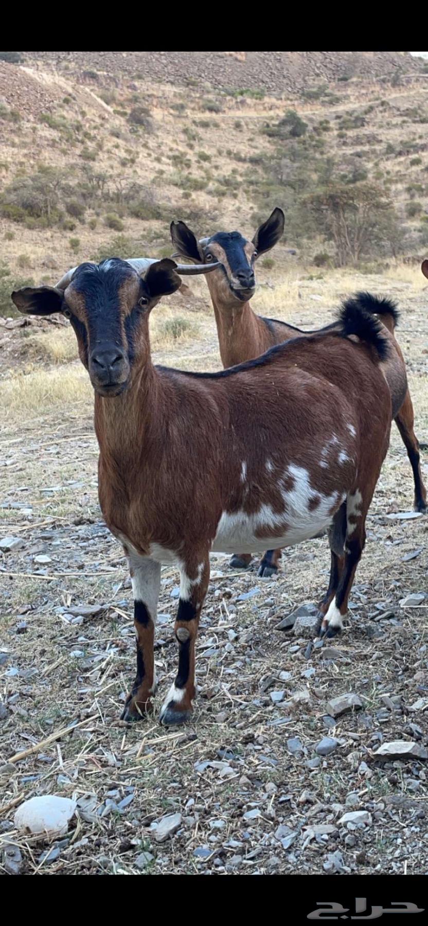 Tenth goat.64370064199297111