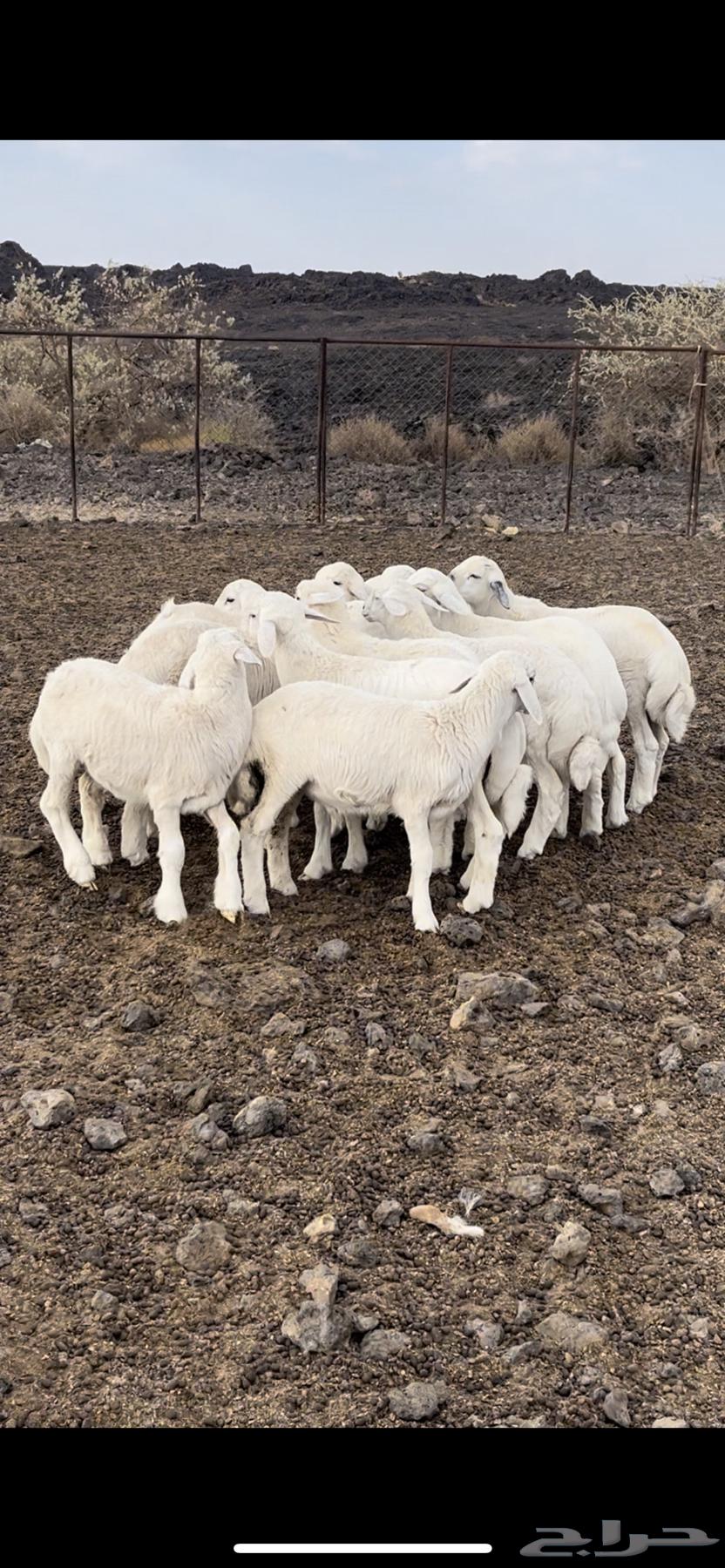 طليان. ورخل وحده64370467983233110