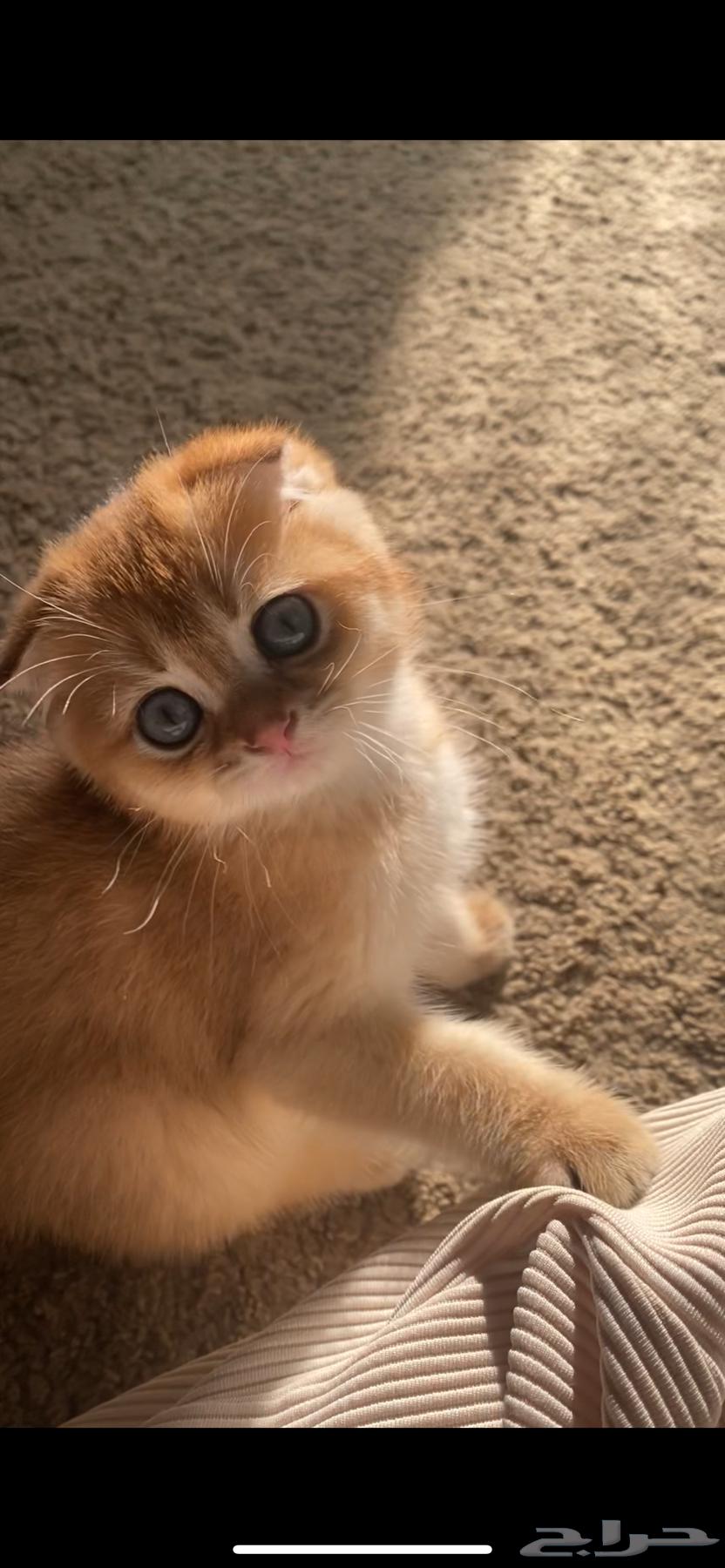 سكوتش مسجل تم الحجز  باقي اخوه64232183898498111