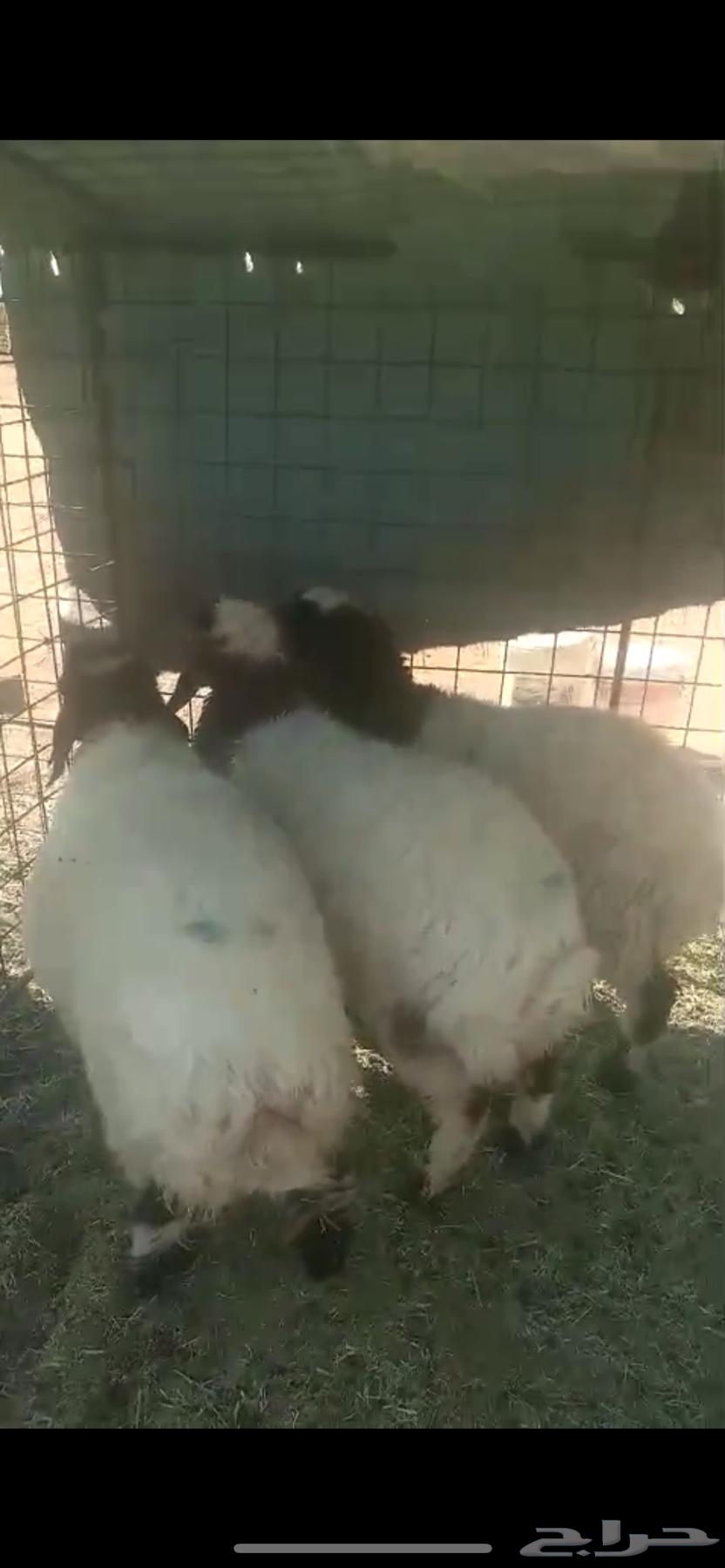 للبيع 3رخال نعيم العمر 5اشهور64374773652737111