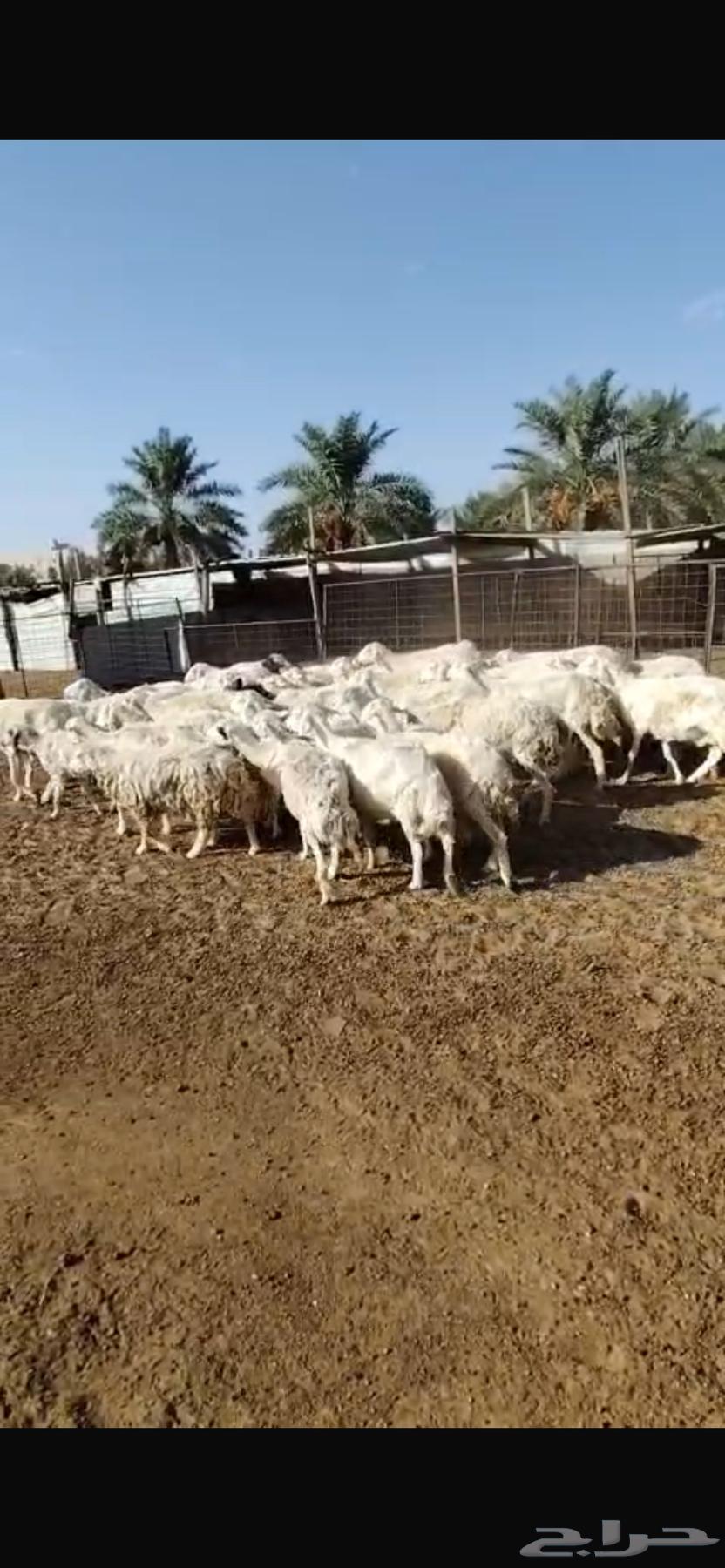 Sheep64366732125827110