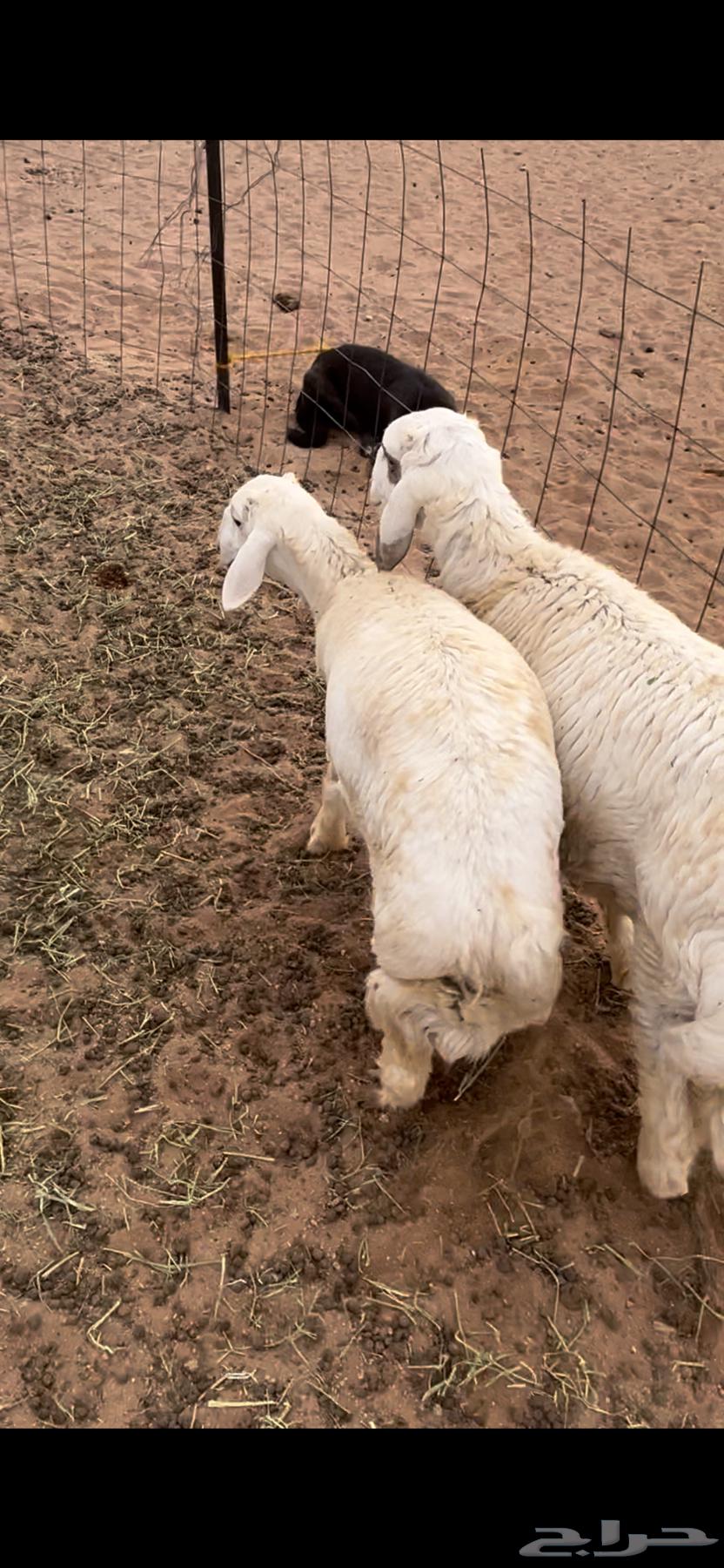 طليان حري فاخر64365717744769113