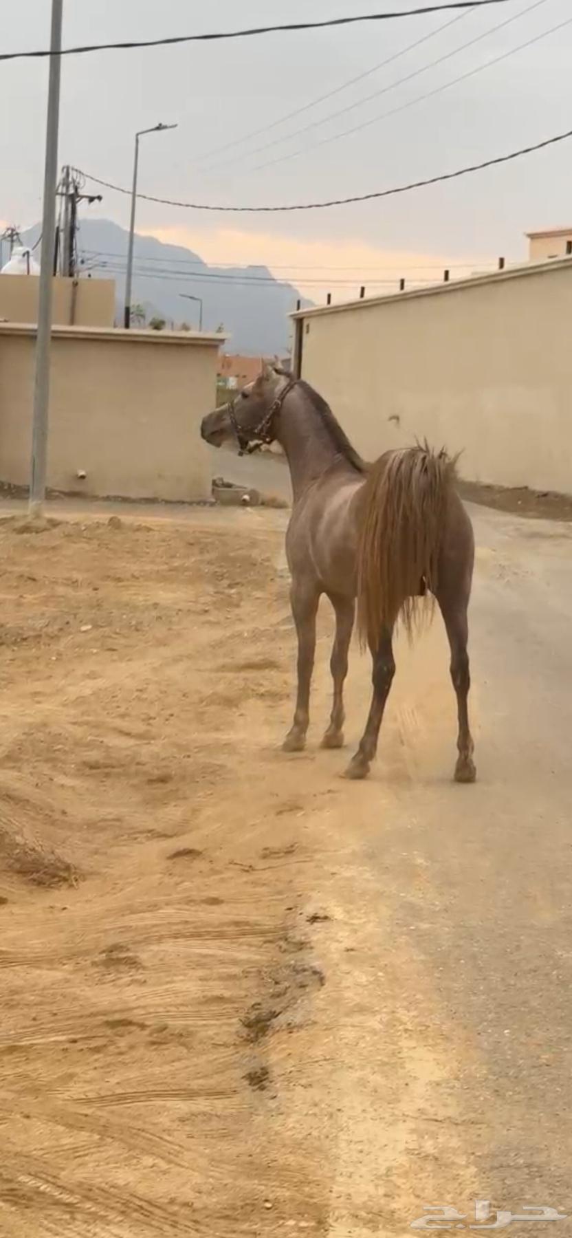 حصان شعبي64374978978561111