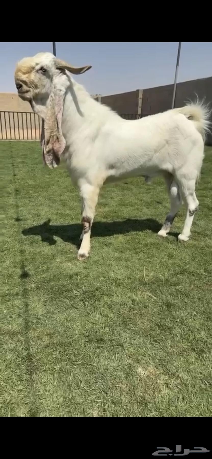 للبيع تيس مطور نادررر64369513522435110