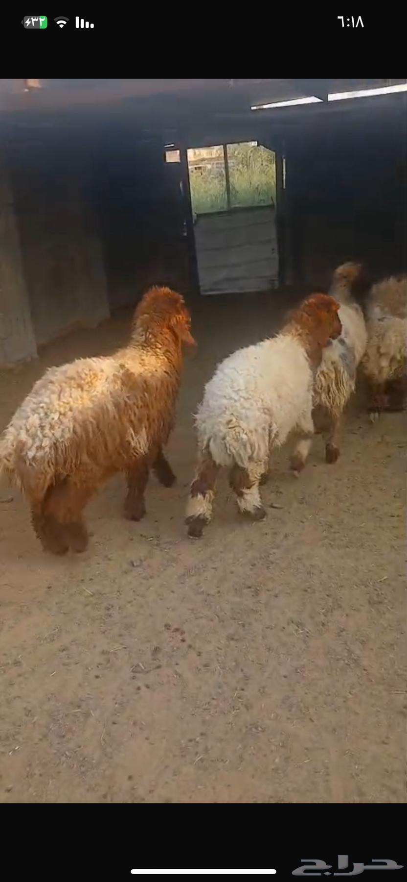 For sale Naim tree trunks, good quality64372317235458111