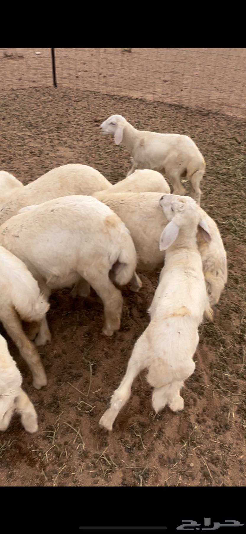 طليان حري فاخر64365717744769114