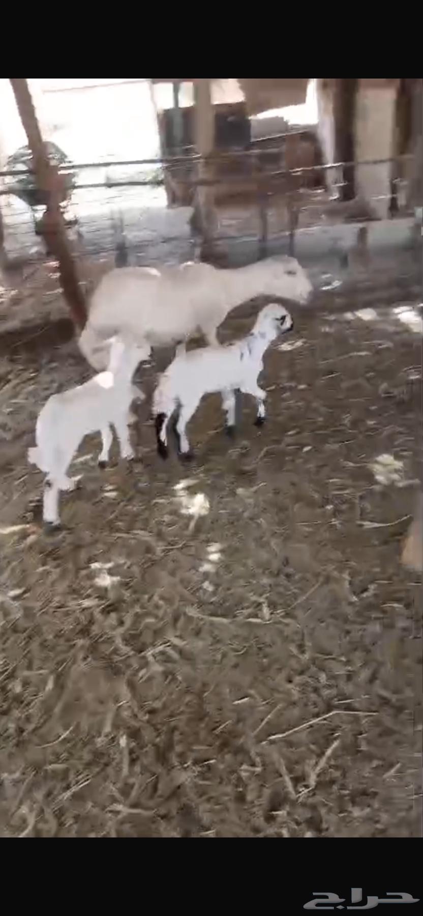 Shah Rafidiah Follow64370438968322114