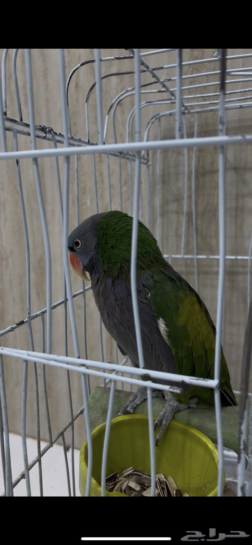 ببغاء دربيان64373861278977111