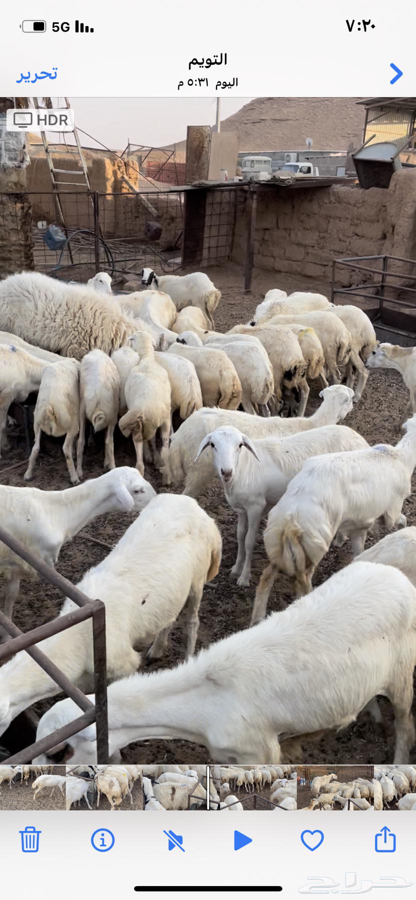 رخال رفيد العدد 7564373312005505111