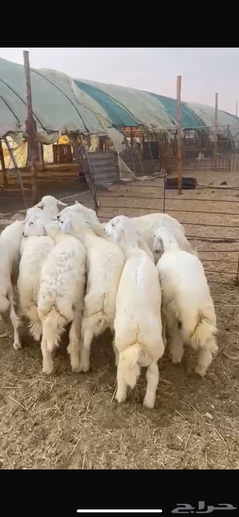 للبيع طليان حريات طيبه64362695331074111