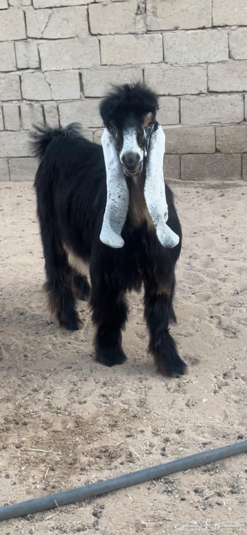 للبيع تيس عارضي معرف العمر سبع شهور64373063675521110