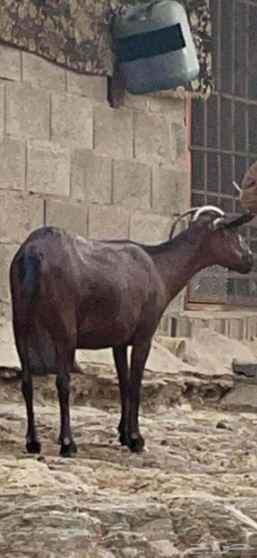 Tenth goat.64370064199297114