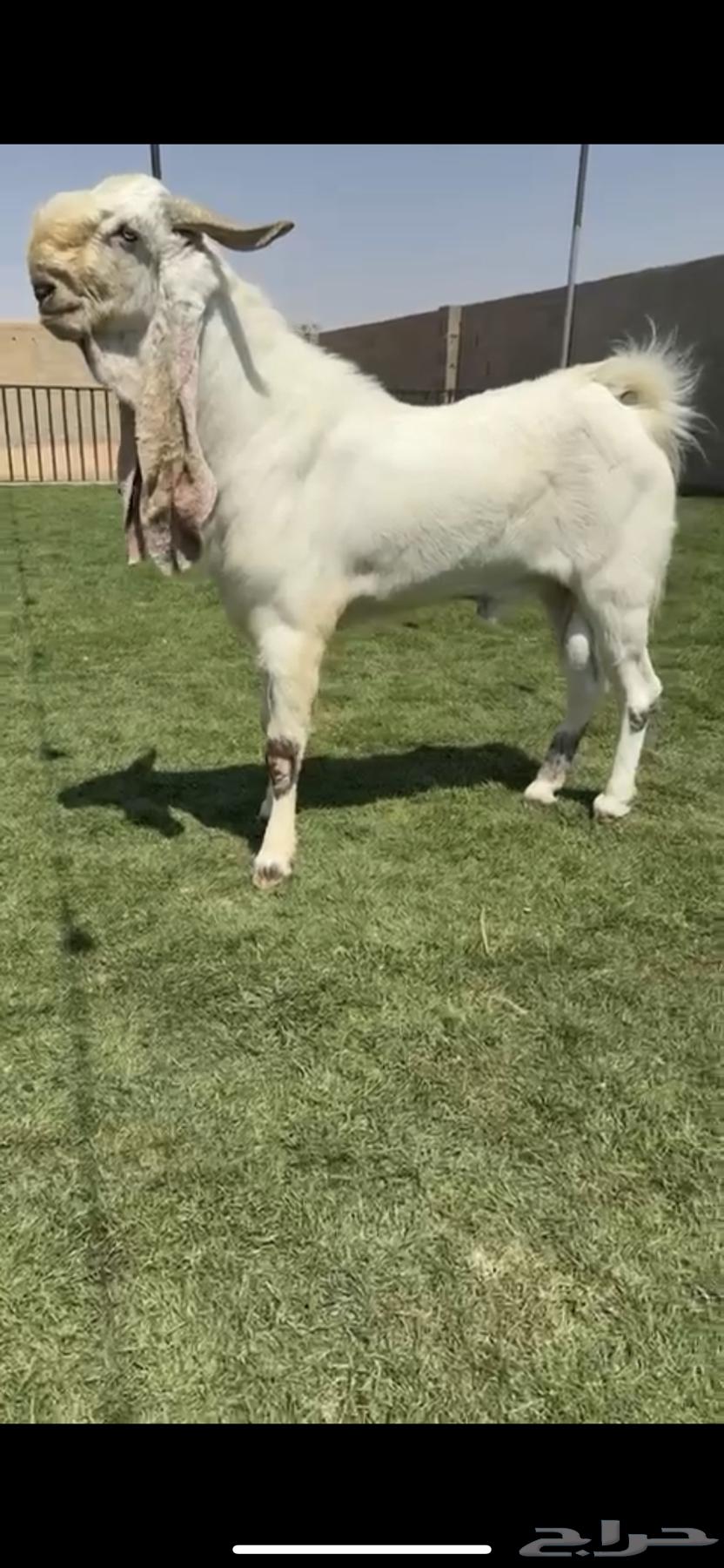 للبيع تيس مطور نادررر64369513522435111