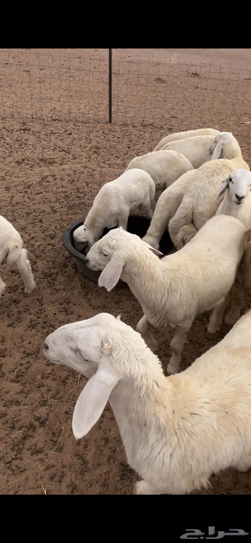 طليان حري فاخر64365717744769110