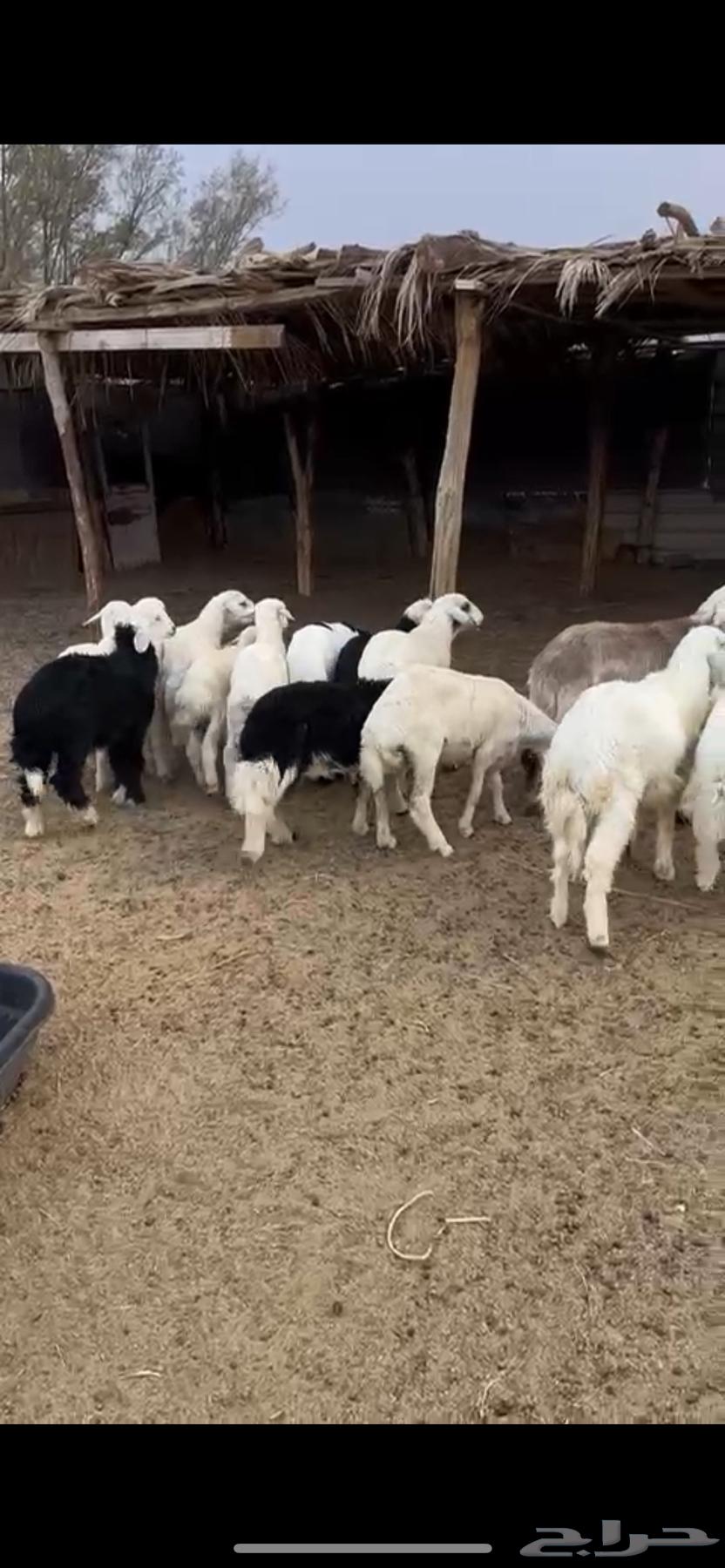 للبيع طليان حريه ونجد64362559793537111