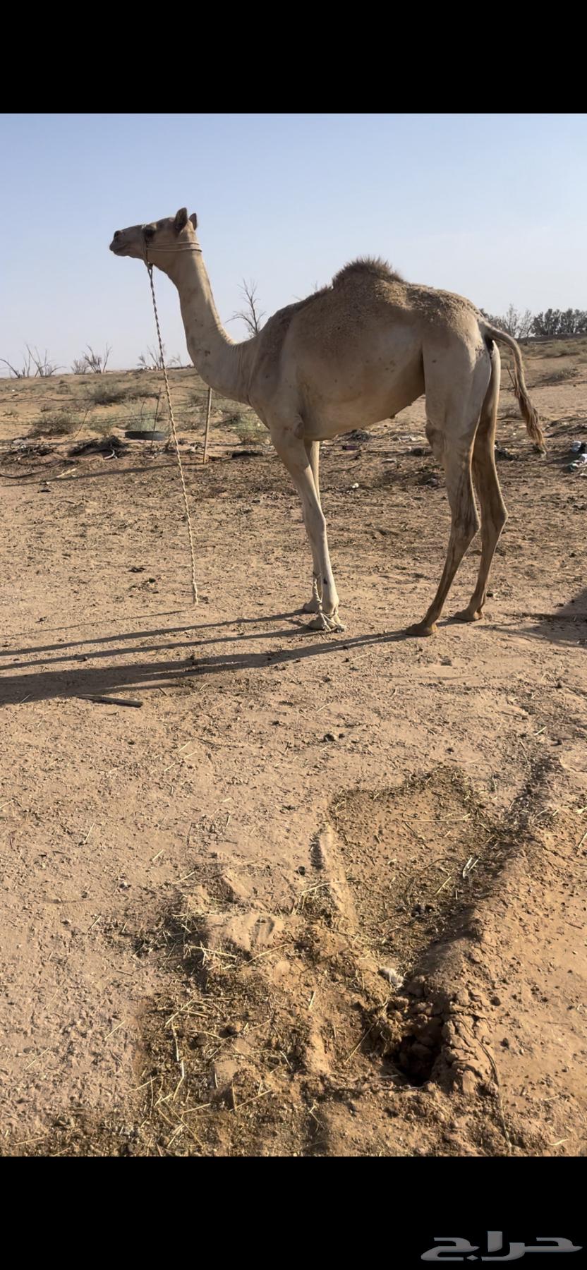 بكره حره طوع بالسن64365776603139113