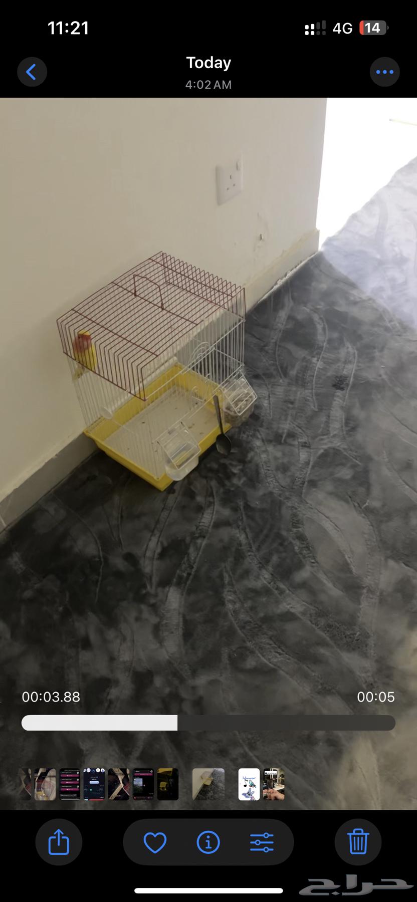 عصفور روز عمره 7 شهور أنثى شاريه ب 370 وحدي فيه 300 مع قفص64376644985601110