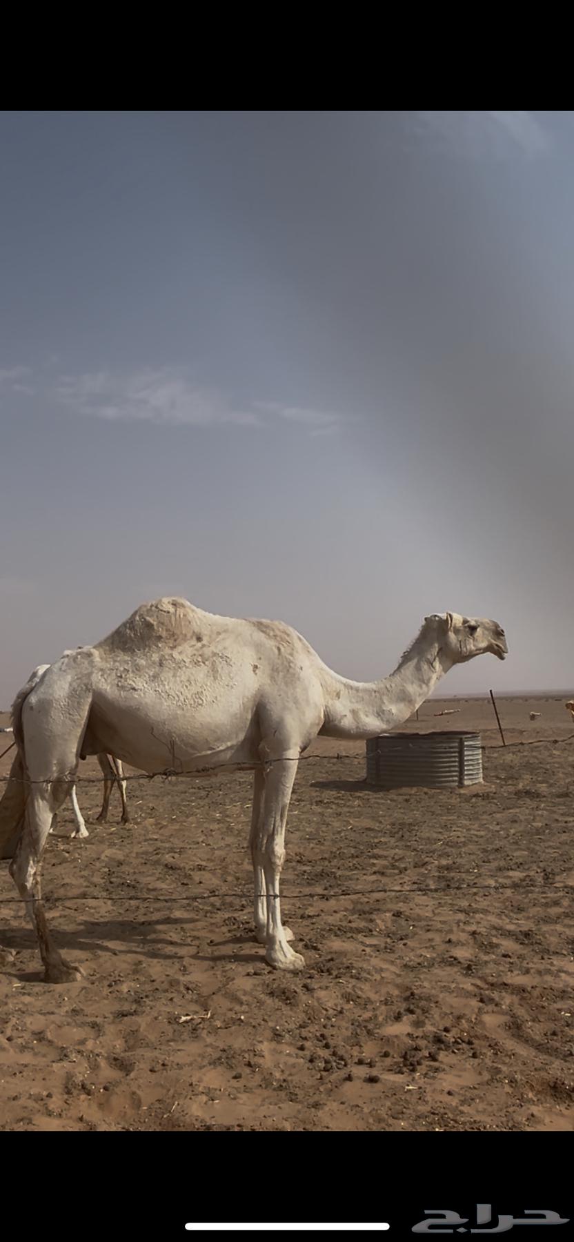 للبيع لقحات كفو64370323423235110