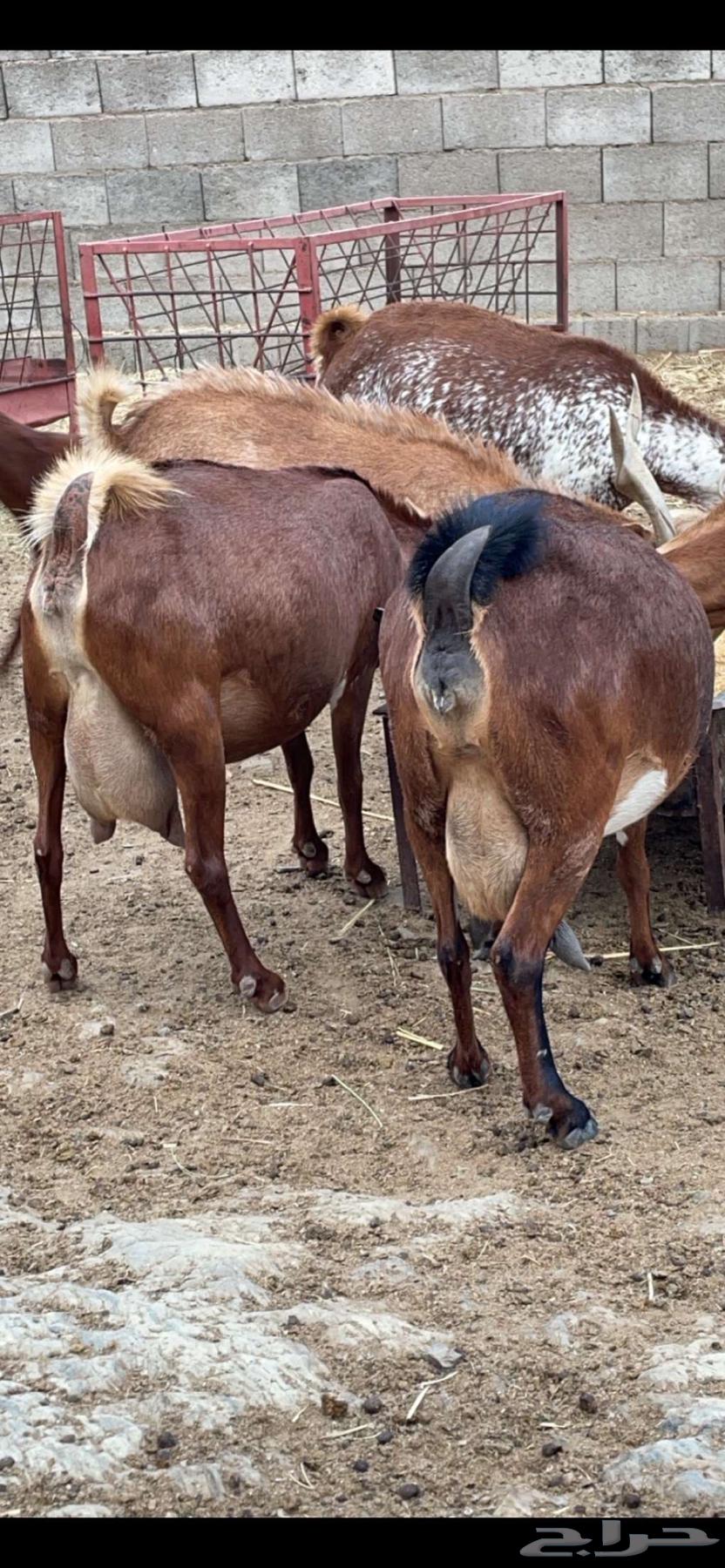 Tenth goat.64370064199297110