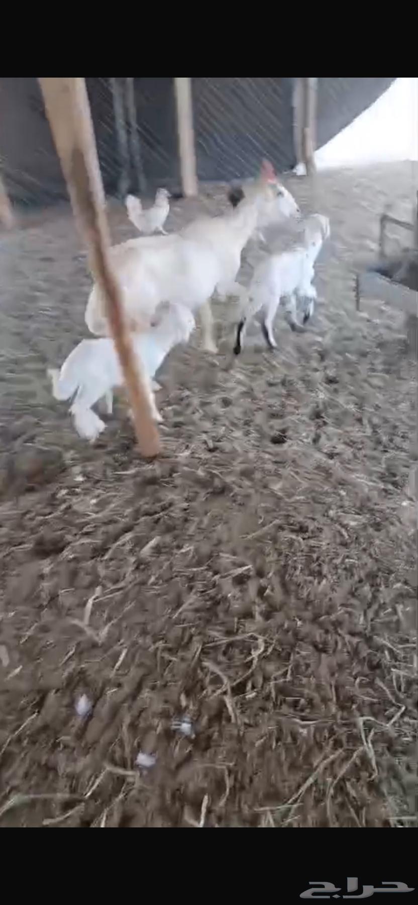 Shah Rafidiah Follow64370438968322113