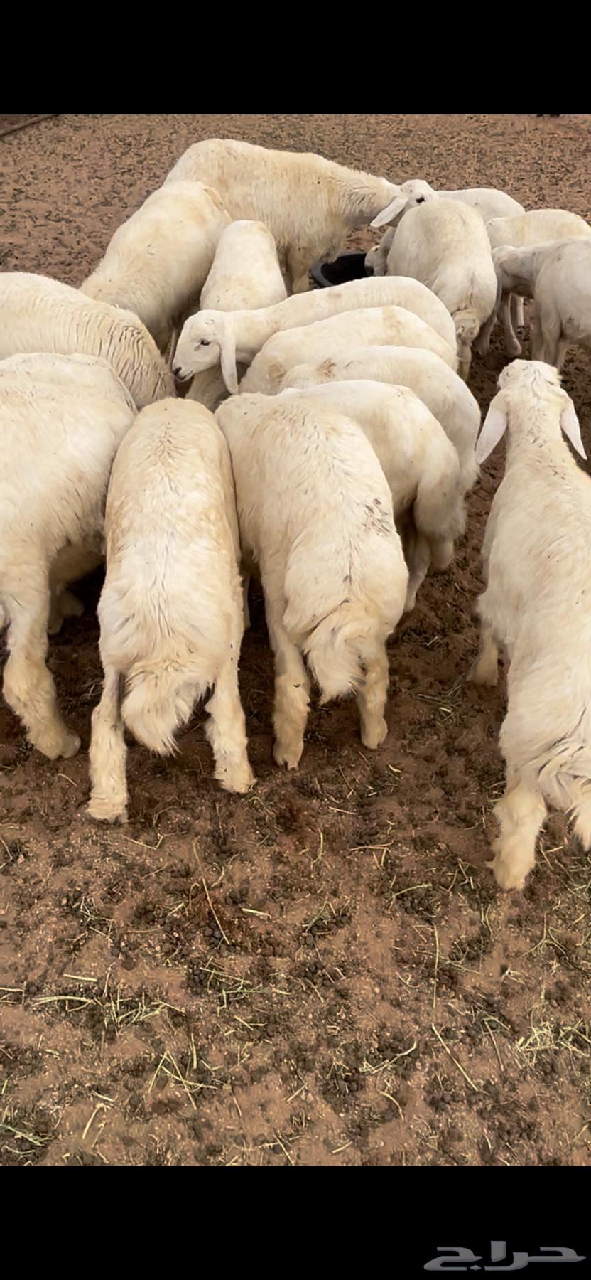 طليان حري فاخر64365717744769112