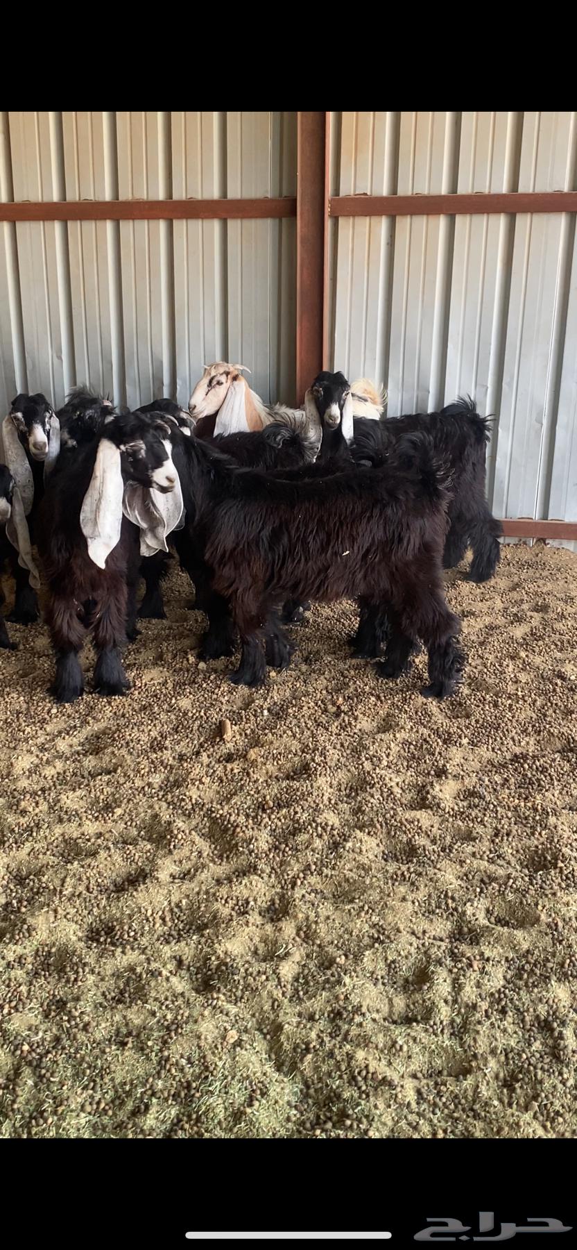 للبيع العدد 6 صخال ععمرها خمس شهور وفوق الموقع ابقيق64373282765186110