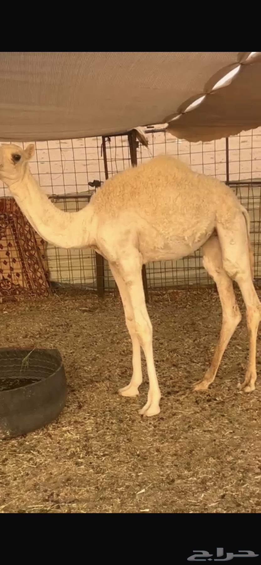 حواره للبيع64370958085249111