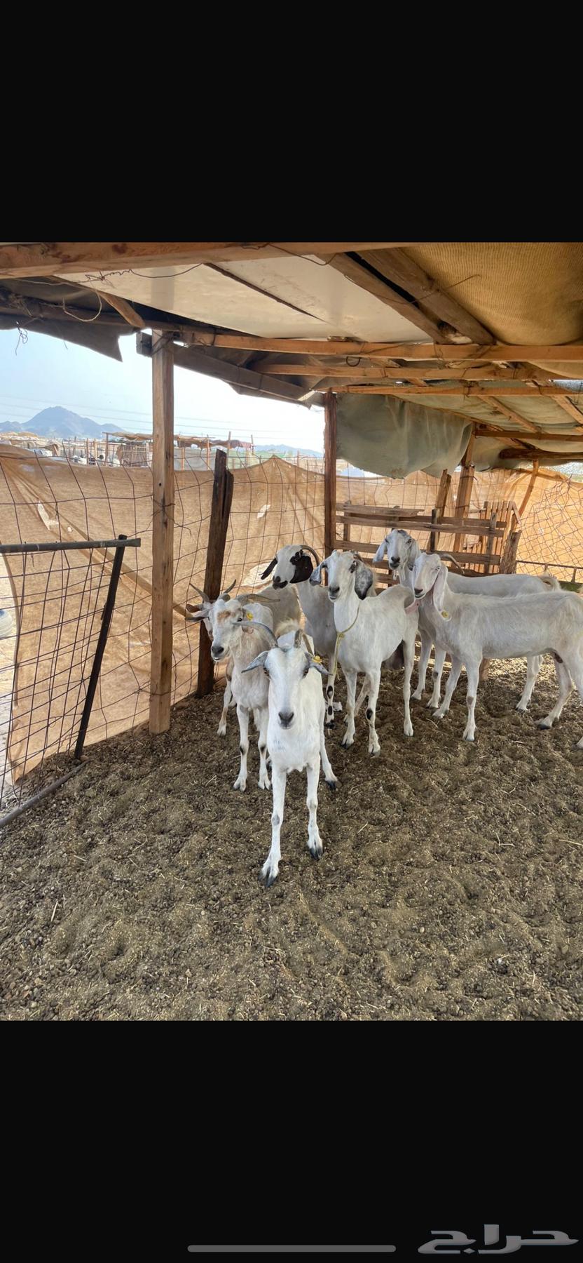 للبيع معزاء من 36064367726832515111