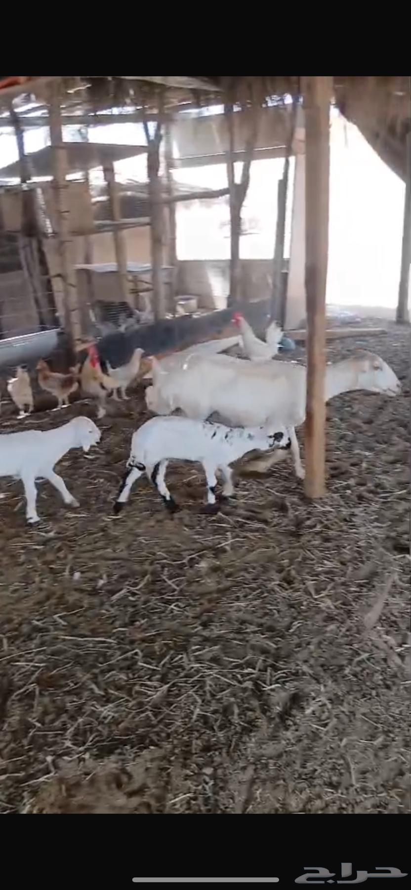 Shah Rafidiah Follow64370438968322110