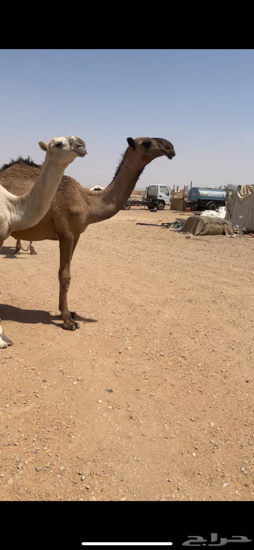 Yellow Kafou sitting64367988896130110