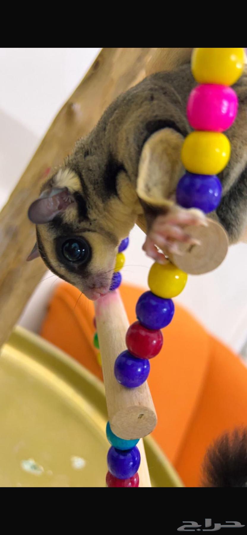 سنجاب ذكر64365717726978111