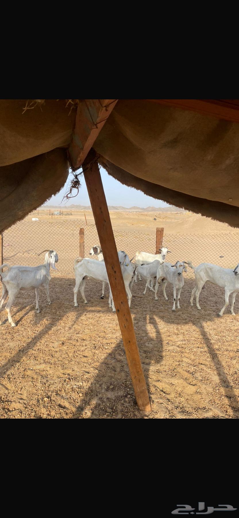 للبيع معزاء من 36064367726832515110