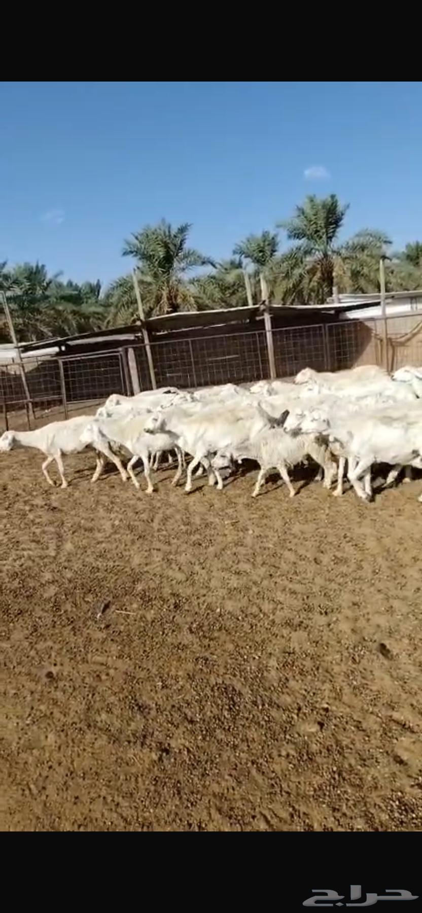 Sheep64366732125827113