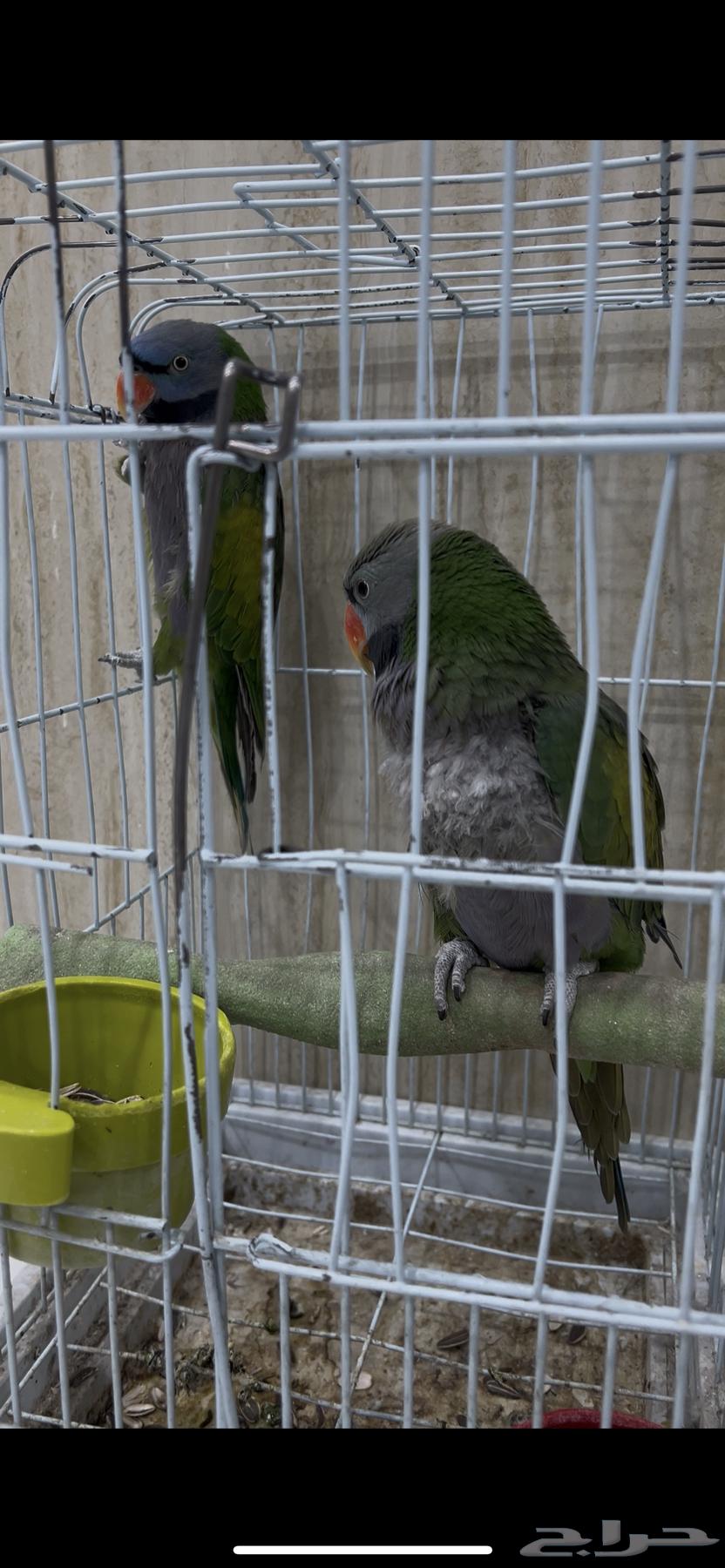 ببغاء دربيان64373861278977110