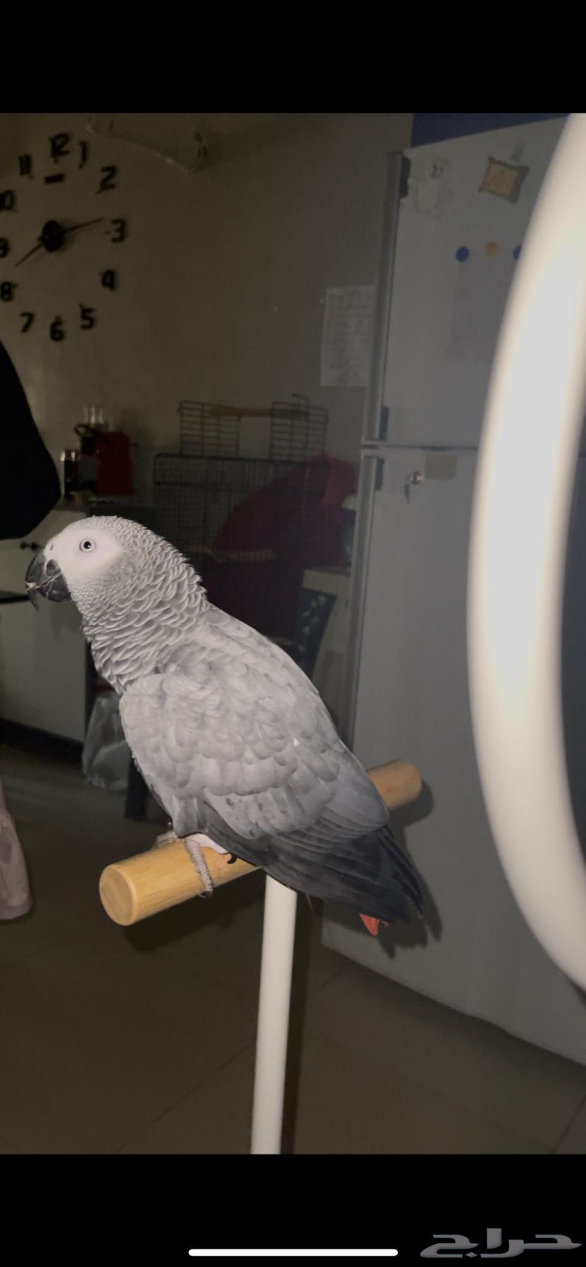 ببغاء كاسكو جداوي للبيع64363980914307114