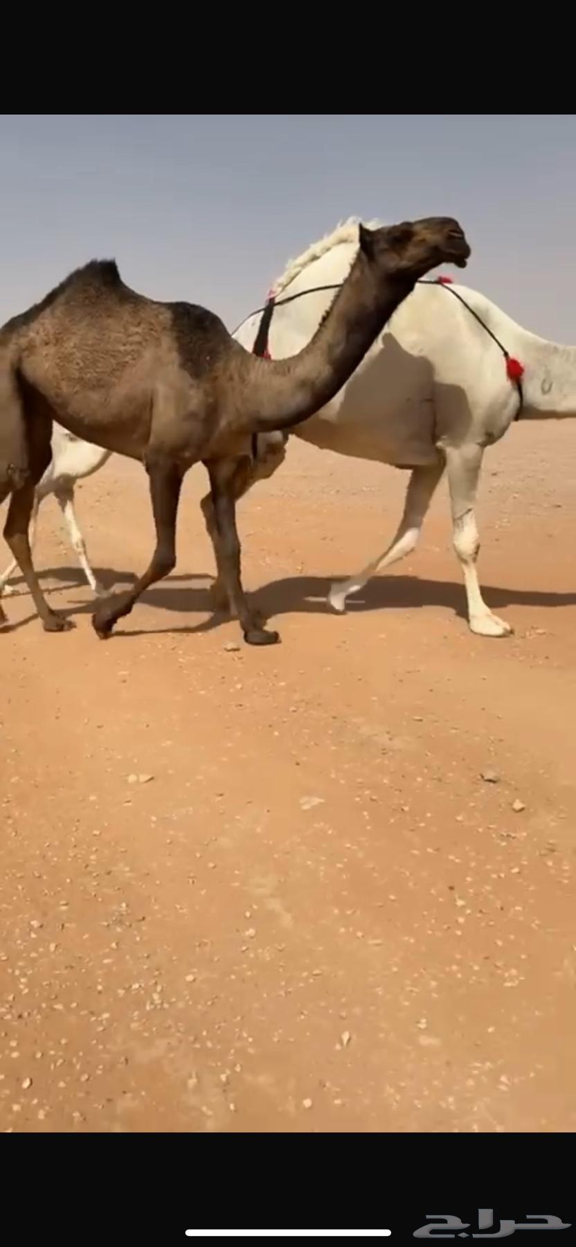 Yellow Dubai camel for sale, good condition, price 1364366996774531111