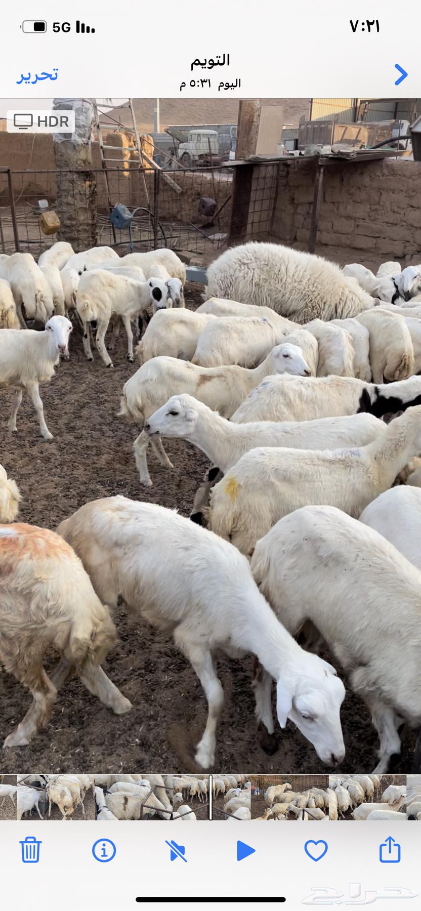 رخال رفيد العدد 7564373312005505110