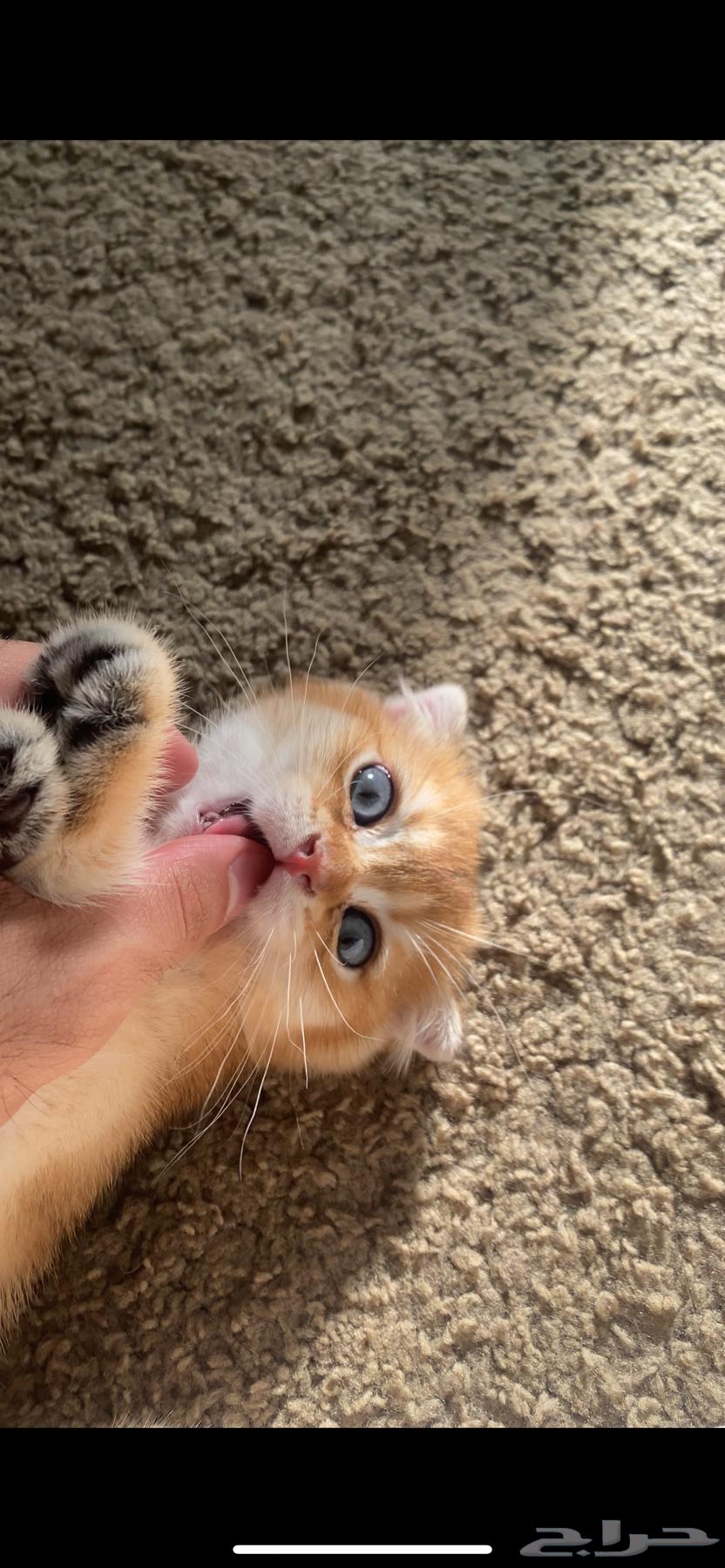 سكوتش مسجل بالمنظمه العالمية للقطط64368893370626111