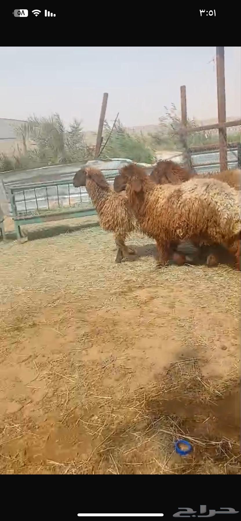 For sale Naim tree trunks, good quality64372317235458110