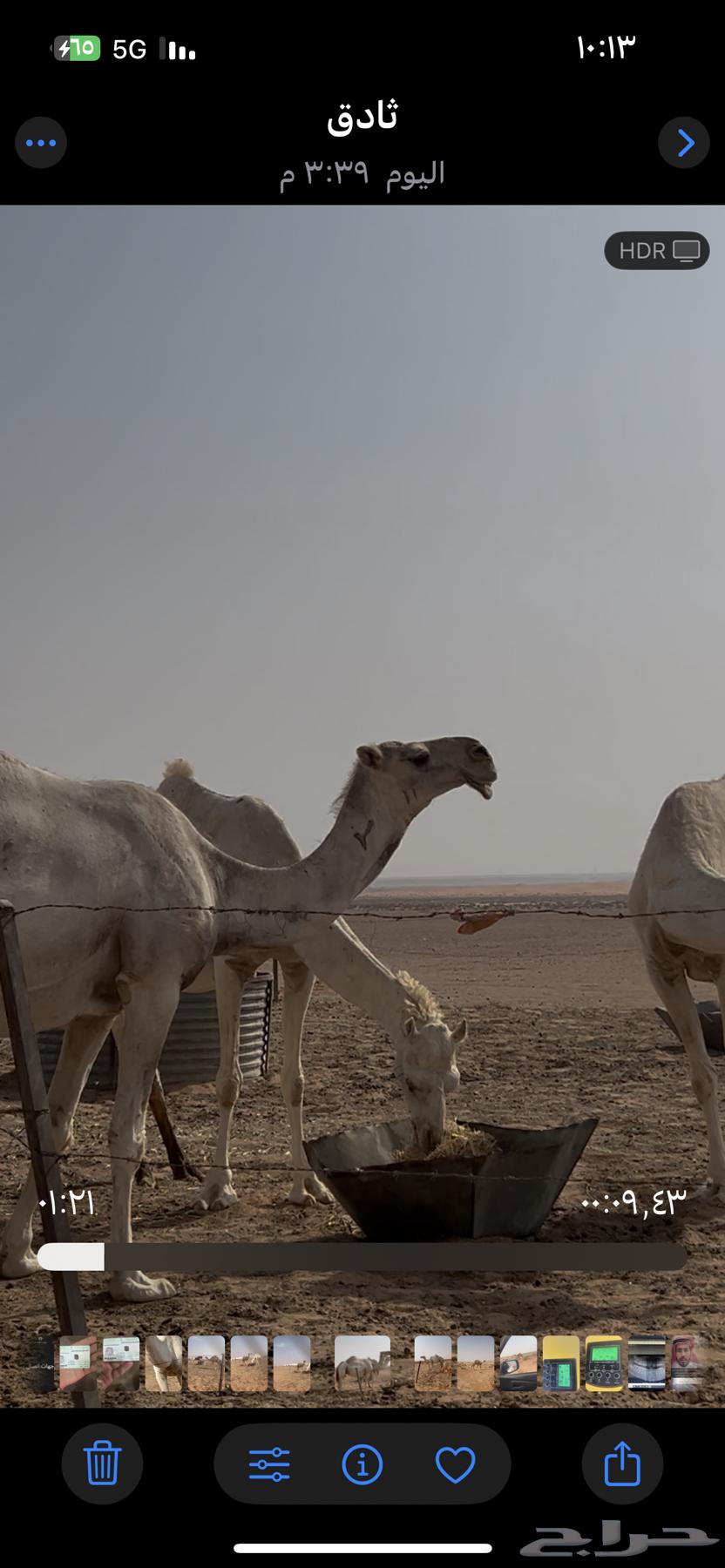 للبيع لقحات كفو64370323423235111