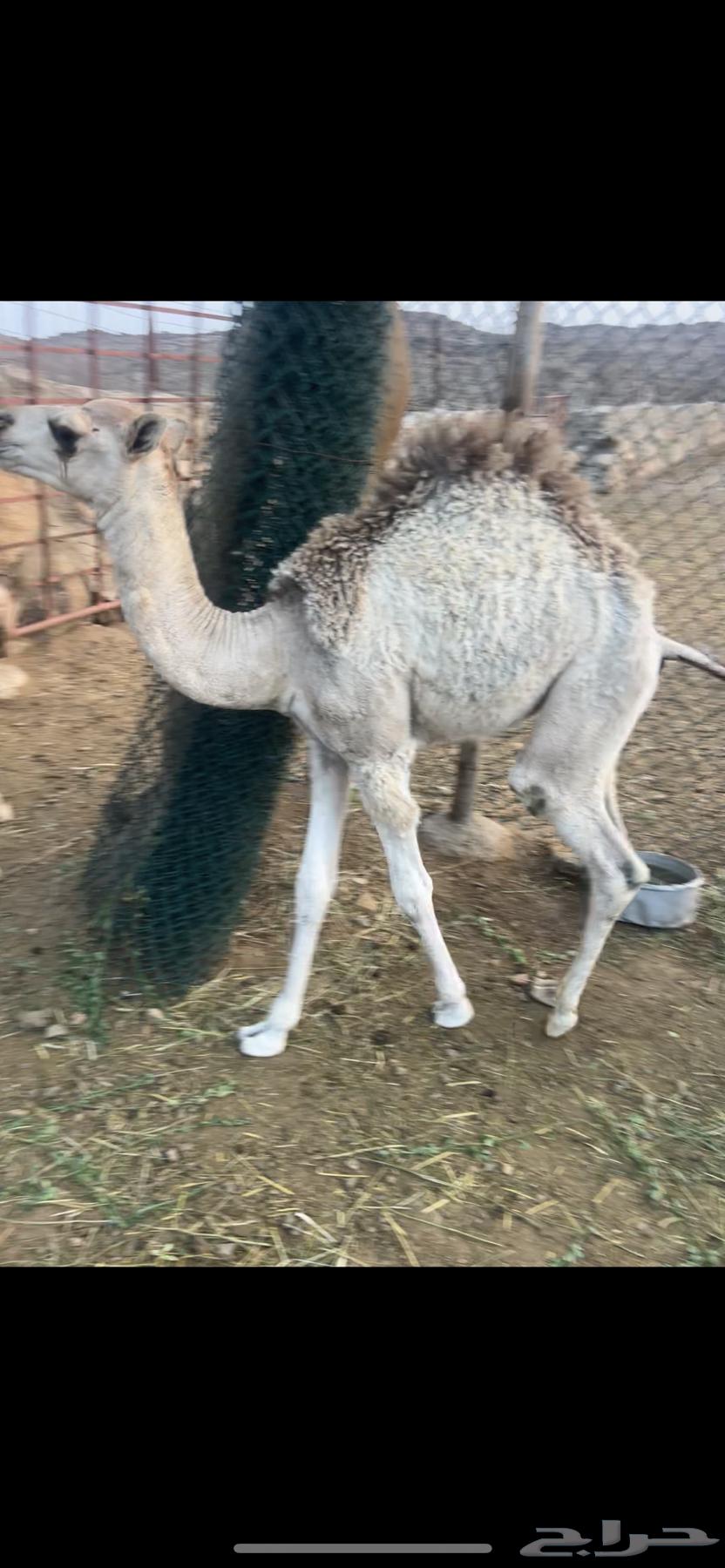 2 Hushwan for sale, located in Al-Balaa, west of Bisha64367974445698111