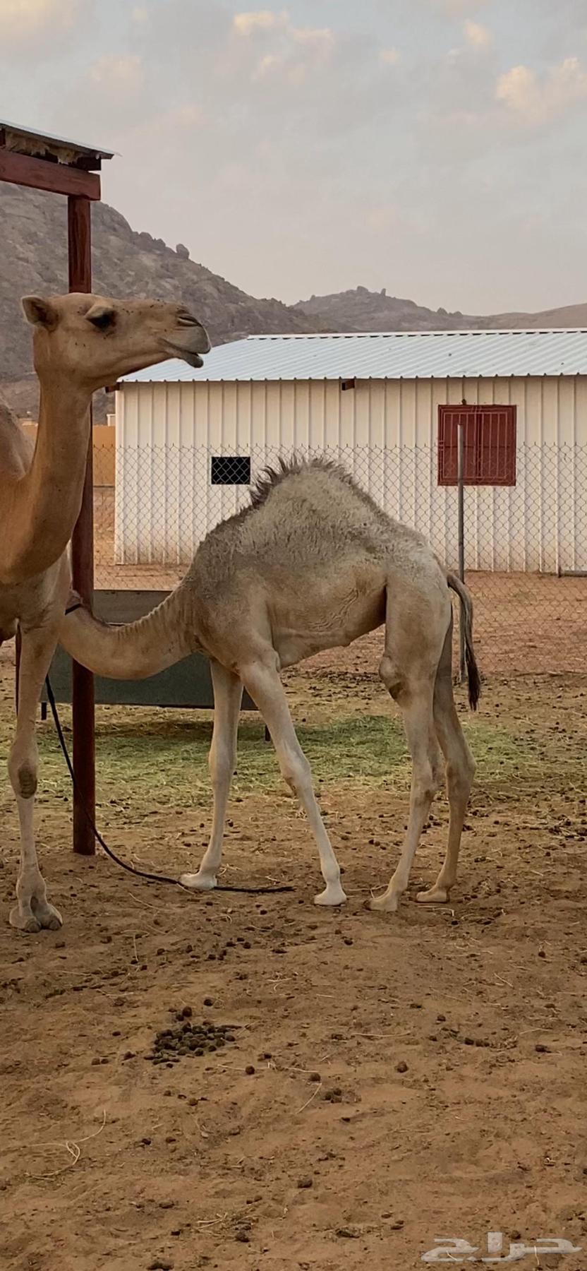 A five-month-old calf for sale with its mother64369039194499110