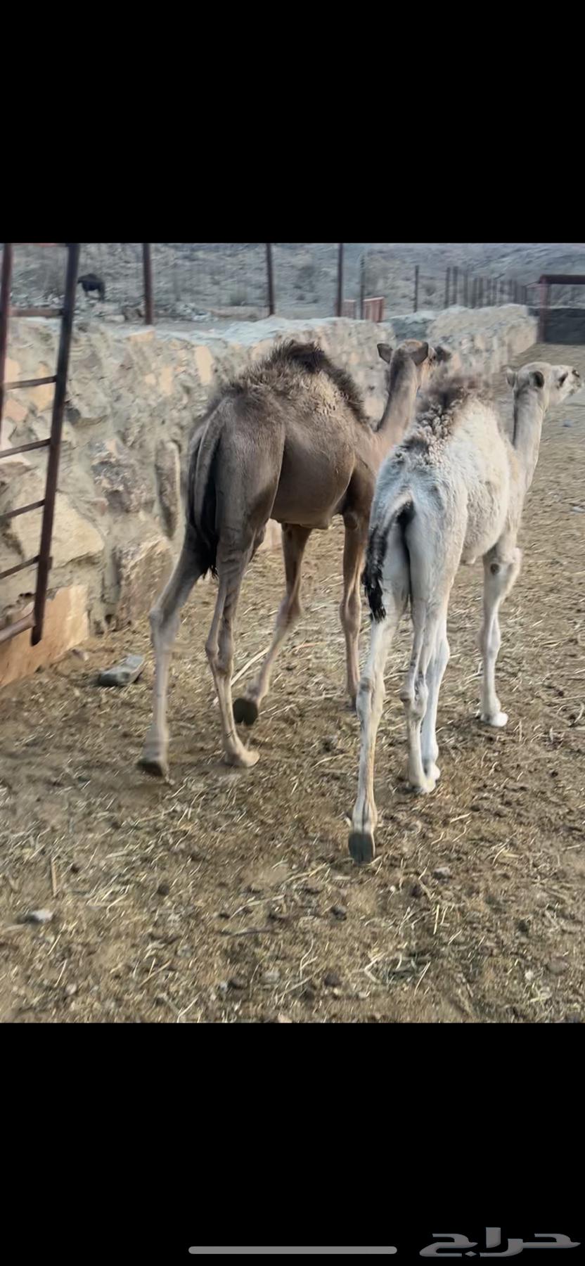 2 Hushwan for sale, located in Al-Balaa, west of Bisha64367974445698110