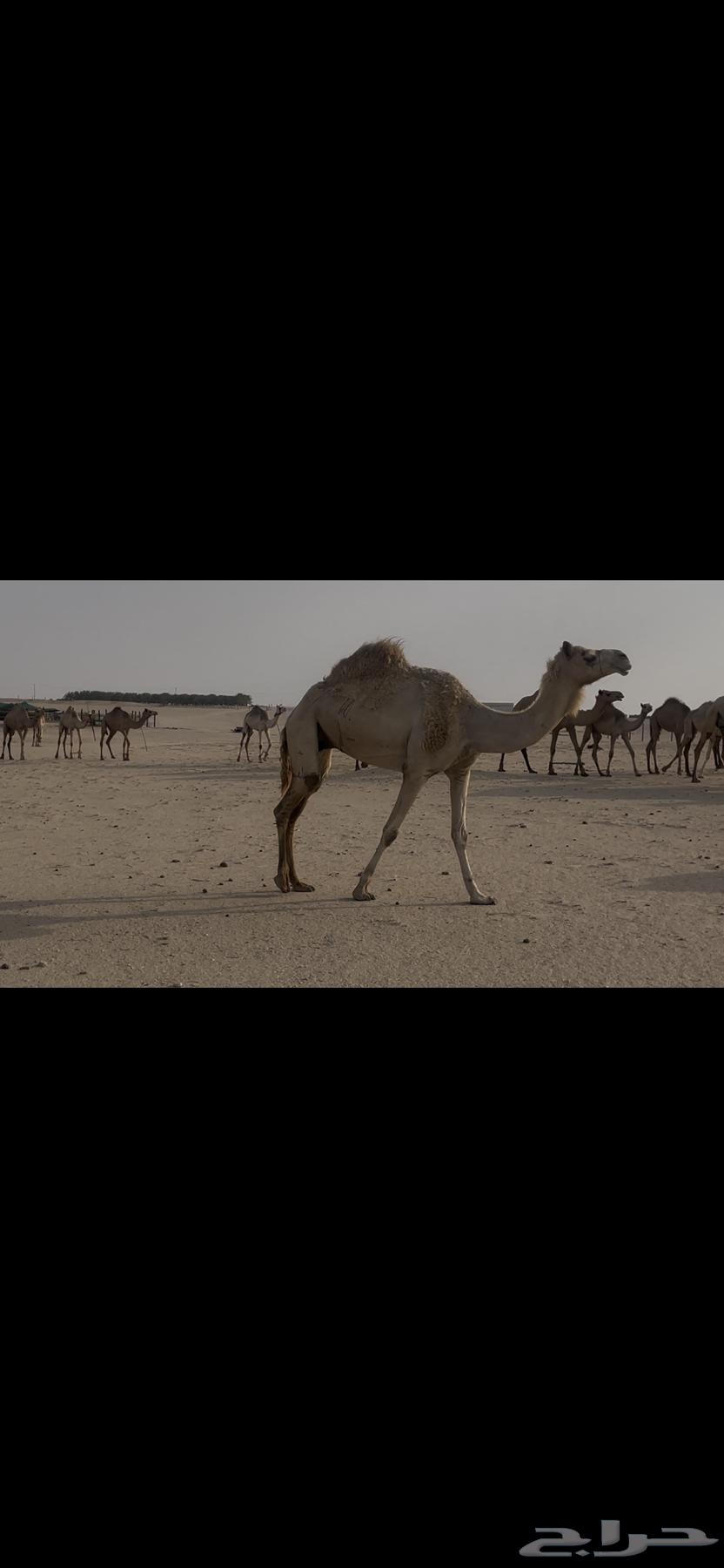 Camel with basket shape64373448090881110