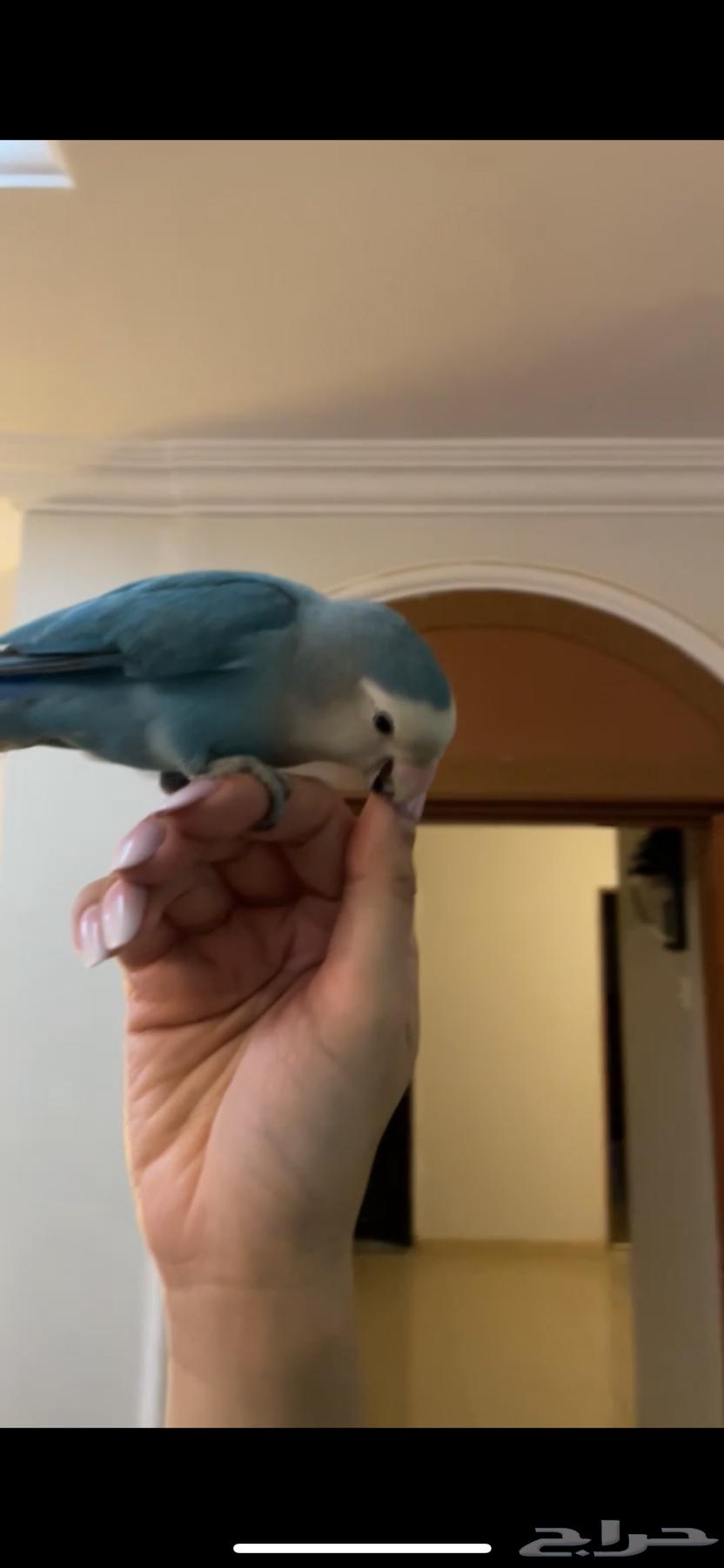 طير روز هدد اليف للتسليم الفوري64373772504195110