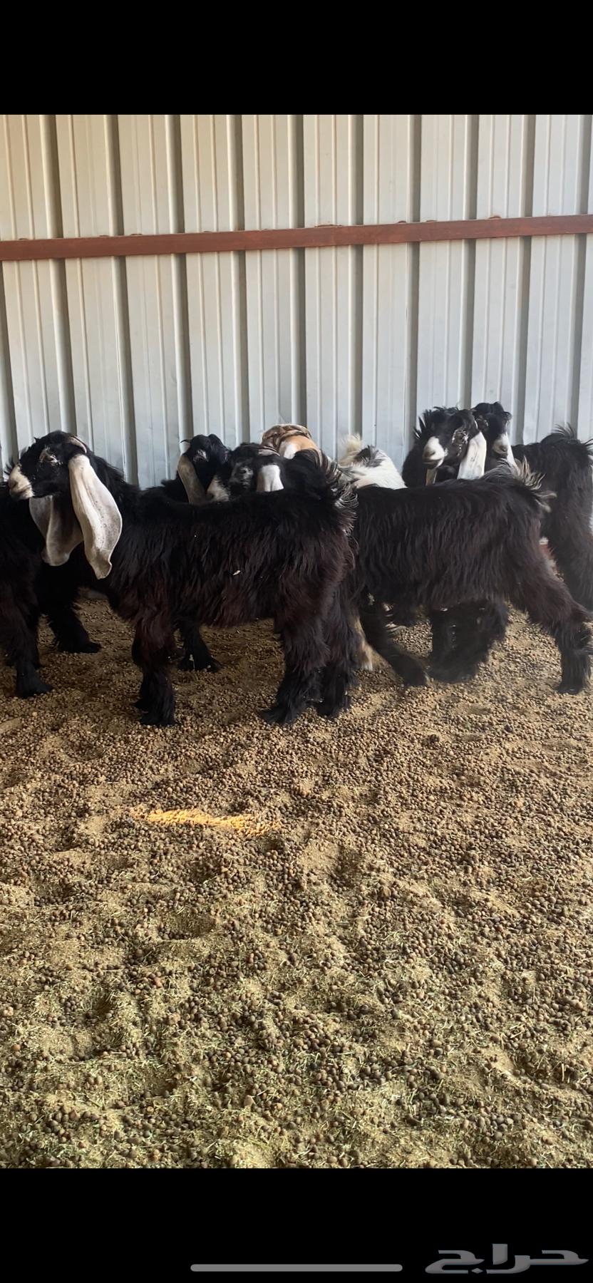 للبيع العدد 6 صخال ععمرها خمس شهور وفوق الموقع ابقيق64373282765186111