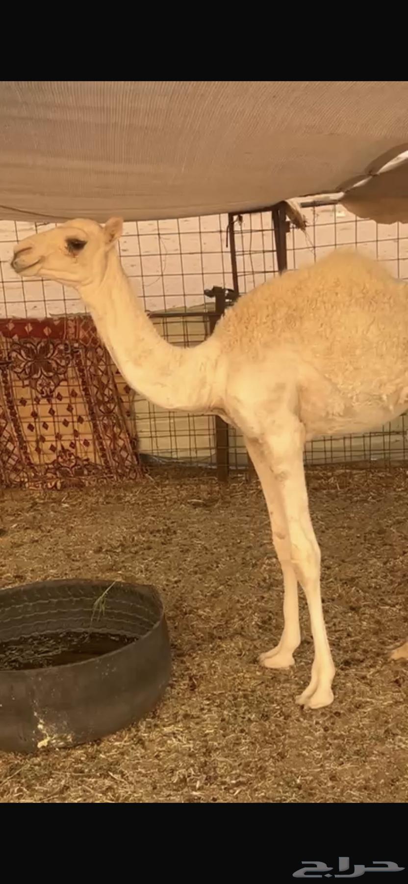 حواره للبيع64370958085249110